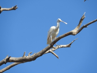 Spoonbill at the lagoon