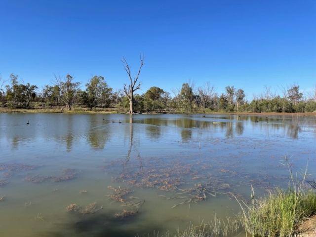 View of Cowana Billabong