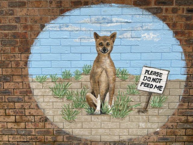 A 'do not feed the dingos' sign