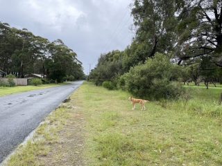 Dingo by the golf course