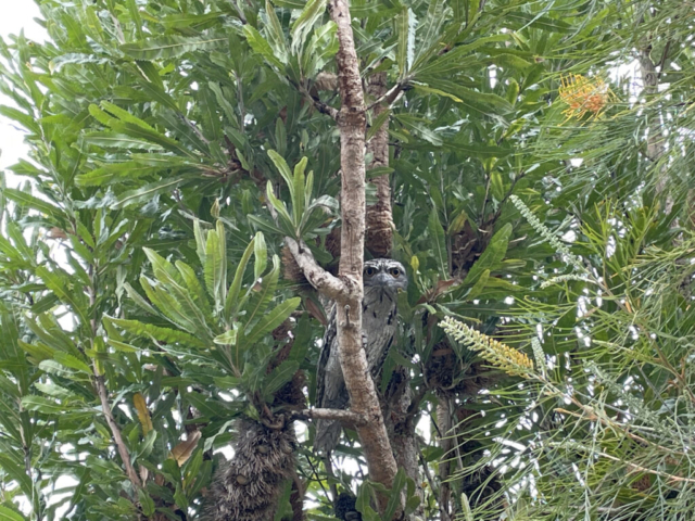 The neighbourhood Tawny Frogmouth