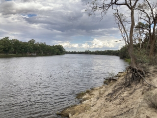 The Murray River at Merbein Common