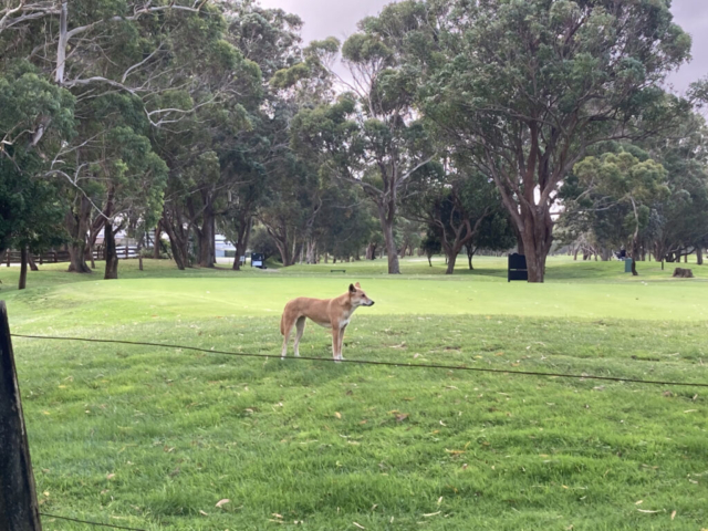 Dingo on the golf course