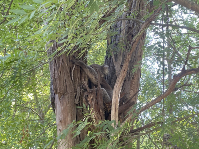 Koala in Belair National Park