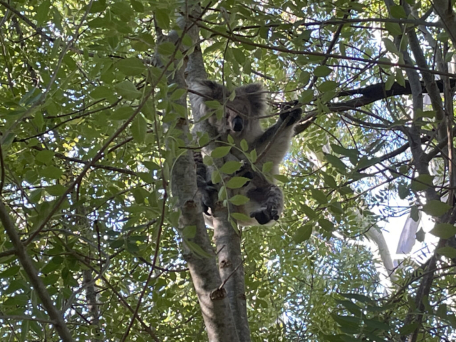 Another Koala in Belair National Park