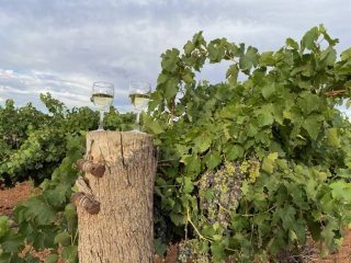 Couldn't resist a wine and vine photo...