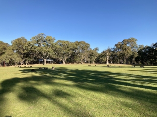 Kangaroos at the oval in Belair National Park