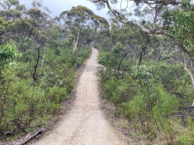 Forest trail in Belair National Park