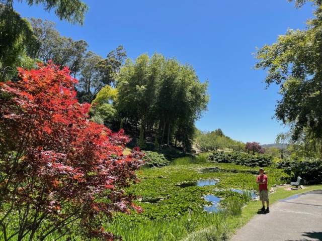 PB by the lake in Mt Lofty Botanic Garden