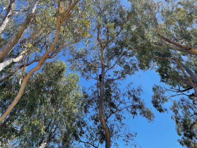 A koala by the lake! (Yes it is, we promise)