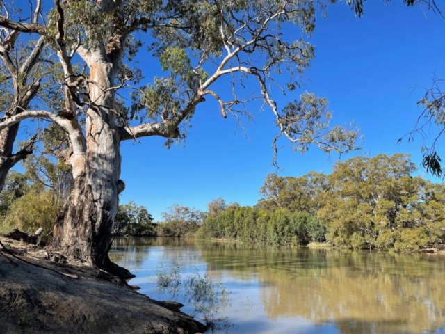 Another view of the Murray River