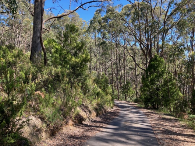 A shady trail in Mt Lofty Botanic Garden