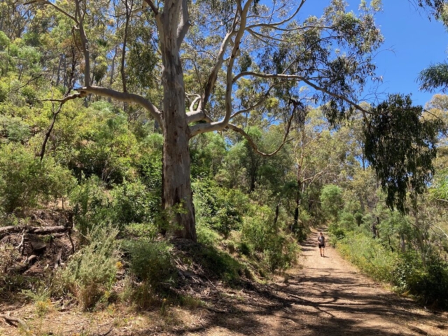 CC walks the trail