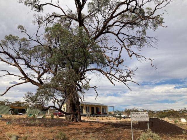 A Blackbox tree far away from the river - dating from the floods of 1780