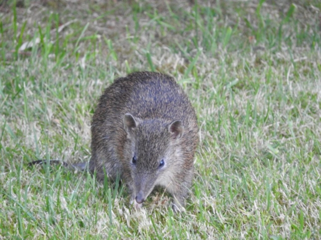 Southern Brown Bandicoot on the lawn