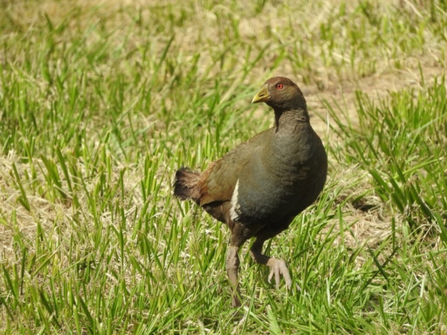 Tasmanian native hen