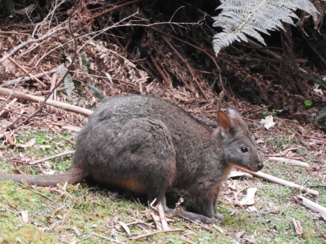 A pademelon in the reserve