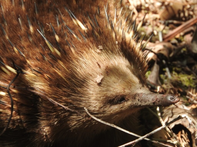 The echidna in the Milkshake Hills has been eating!