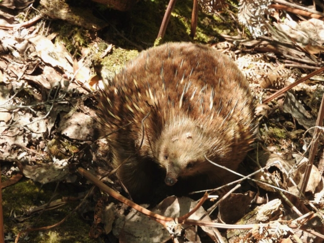 Echidna in the Milkshake Hills