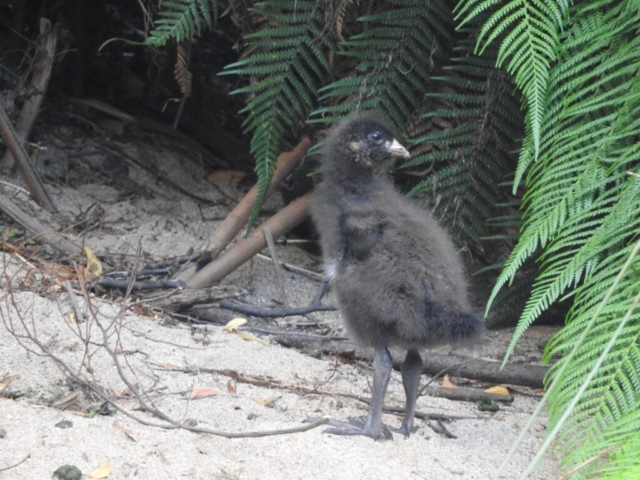 Tasmanian native hen chick