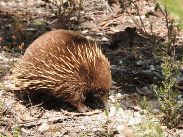 We found an echidna!