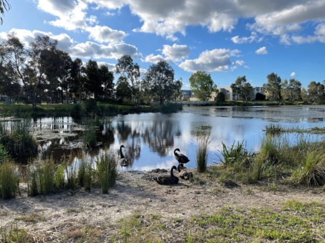 Swans in nearby Laurimar