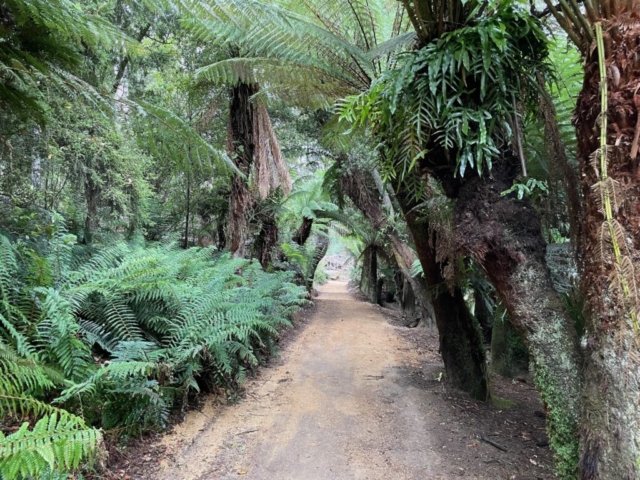 The trail inside the reserve