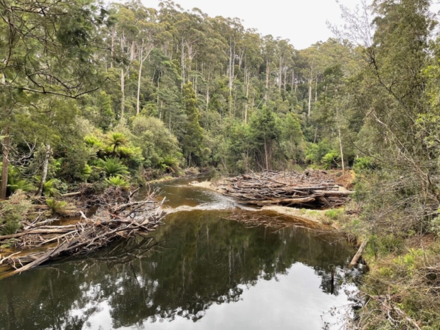 The river running through the reserve