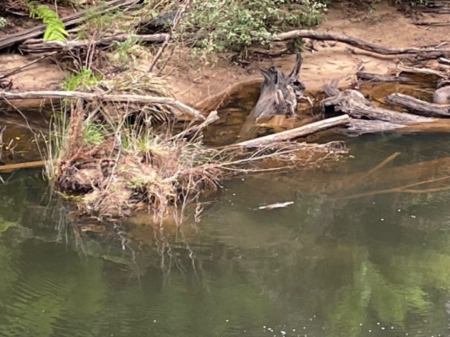 YES - that IS a platypus...