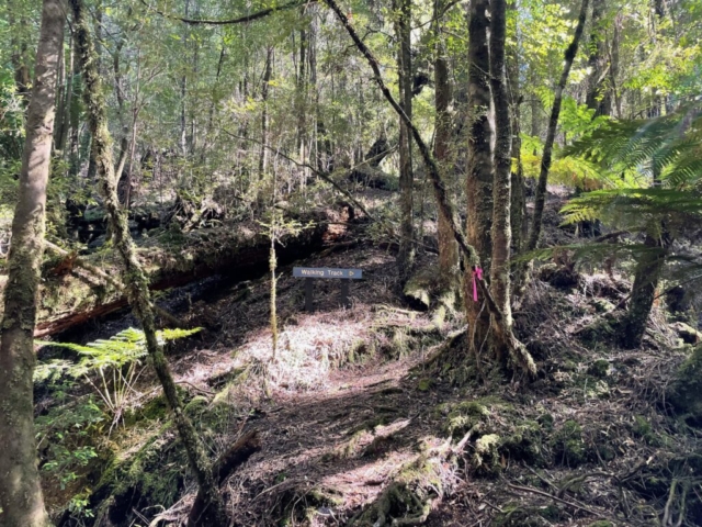 The 'hidden' signpost at the Balfour Track