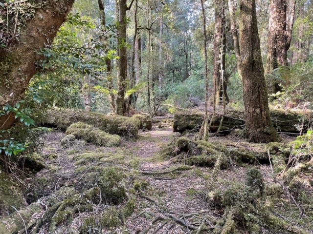 Trail through the mossy forest