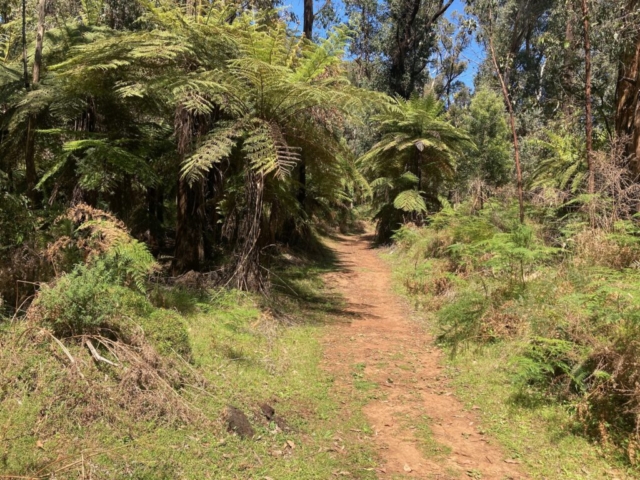 The first part of the trail is through a ferny forest