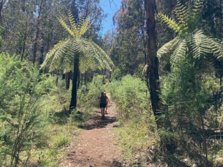 The walkers under a giant fern