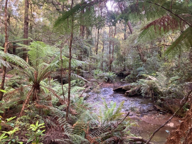 Stream running through the forest