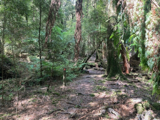 Lake Chisholm trail signpost in the forest