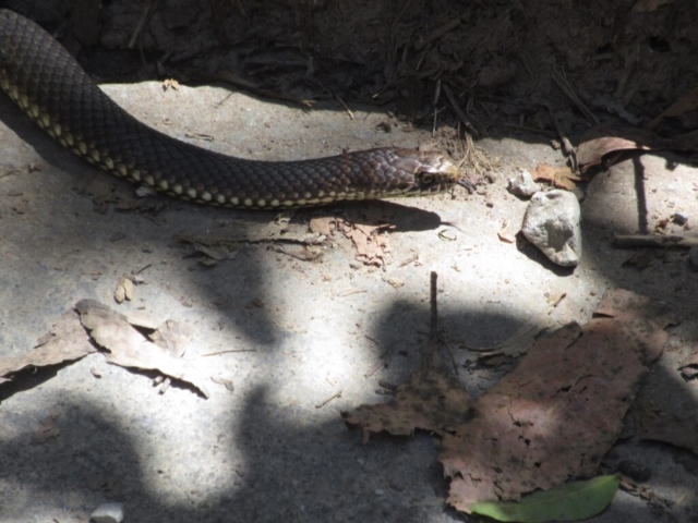 Lowland Copperhead snake by the falls