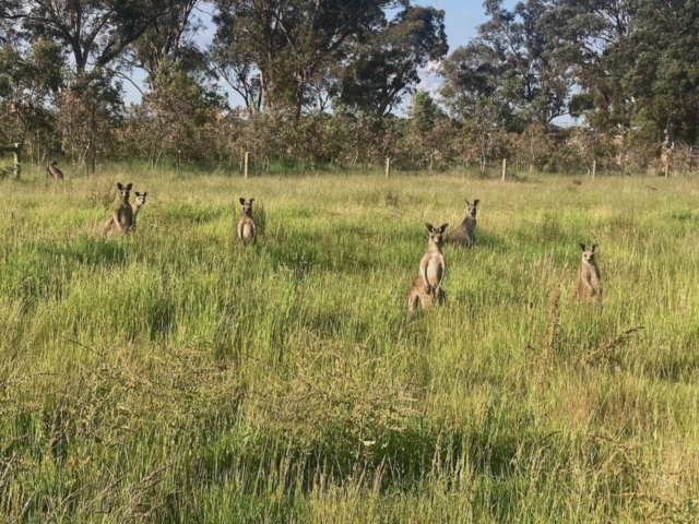 Kangaroos keep watch in the nearby reserve