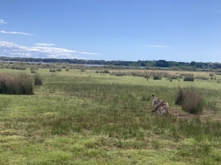 A Kangaroo eyes us up