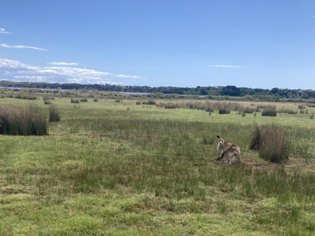 A Kangaroo eyes us up