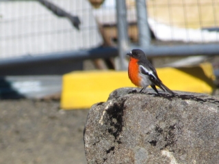 Flame Robin - blurred but nice :-)