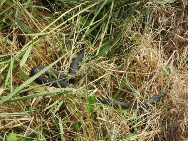 Snake in the wetlands