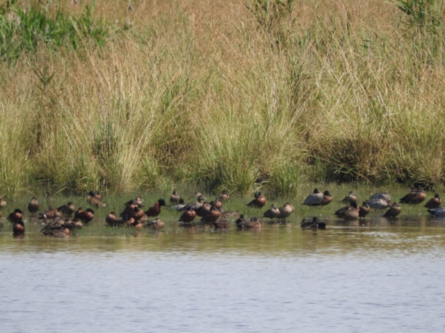 Birdlife in the wetlands