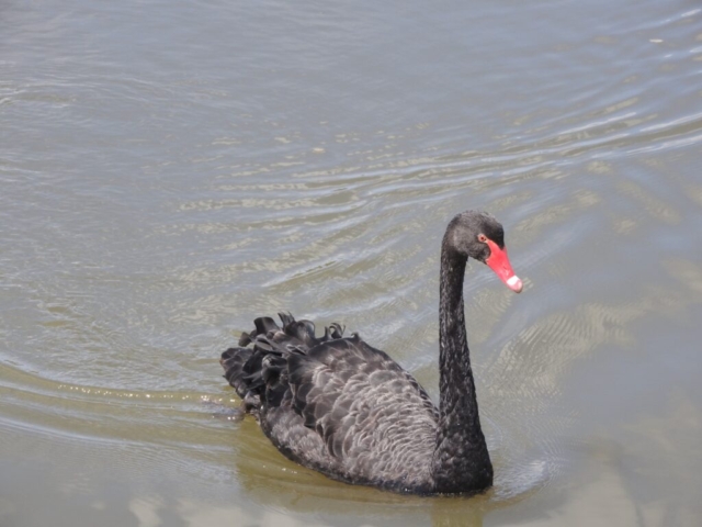 There are lots of black swans in the wetlands