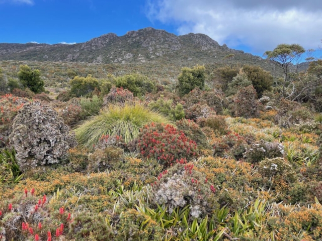 Tasmanian Waratahs in full bloom on the trail