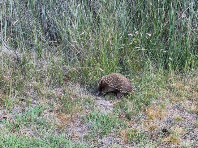 Echidna in the garden