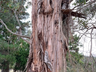 Two tawny frogmouths at Trevallyn Dam