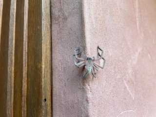 Huntsman Spider waiting by our door...