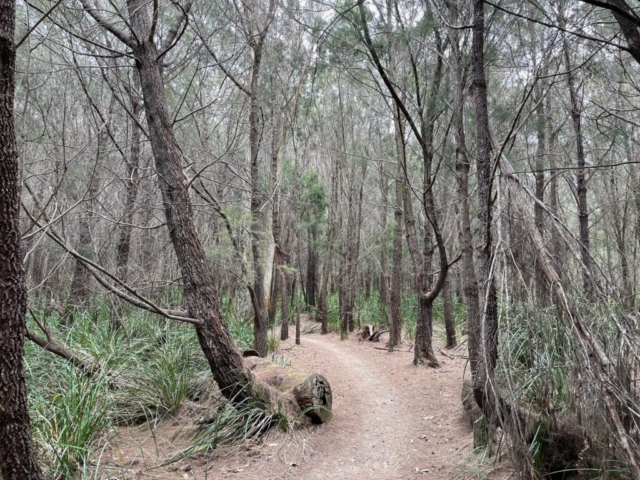 On the Bridport Walking Track