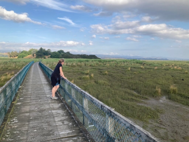 CC looks out over the wetlands