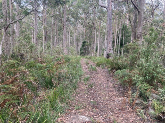 The mysterious trail at the back of the reserve